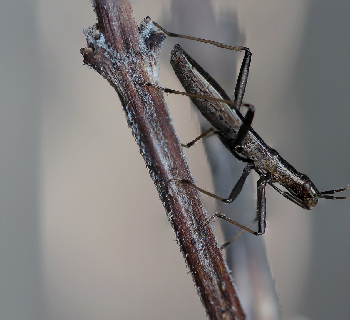 Alydidae: Micrelytra fossularum